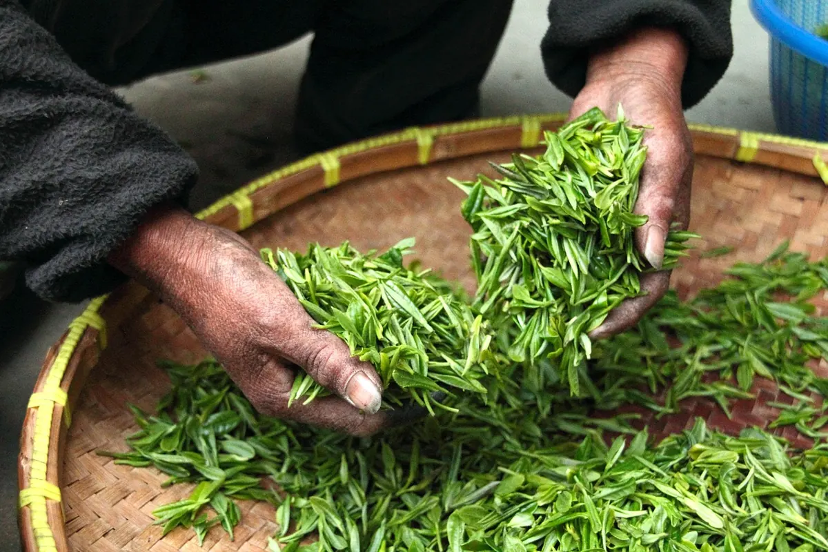 How to Brew Green Tea at 160°F, 175°F, and 185°F: A Temperature Guide